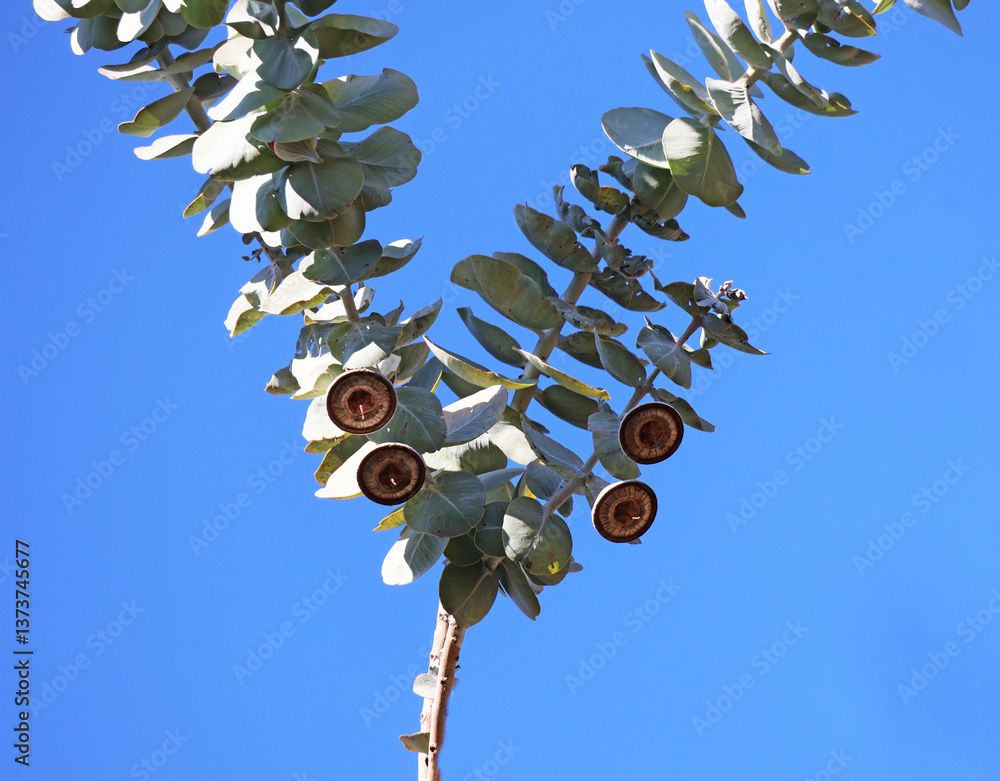 une branche d'eucalyptus