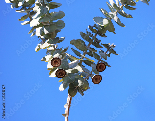 Obraz na płótnie une branche d'eucalyptus w salonie