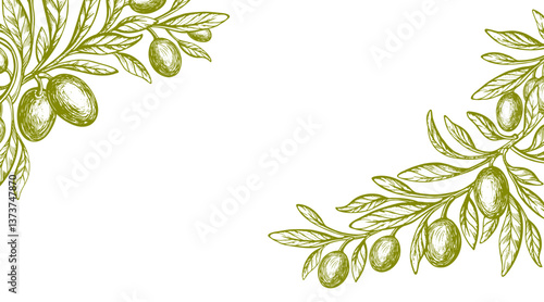 Engraved olive branch. Sketch green fruit Backdrop