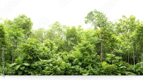 Lush Green Forest Landscape Under Bright White Sky with Trees