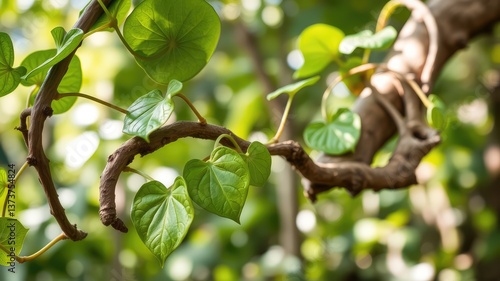 Wallpaper Mural Tinospora Cordifolia (Giloy) Vine with Sunlit Green Leaves, Ayurvedic Medicinal Plant Torontodigital.ca