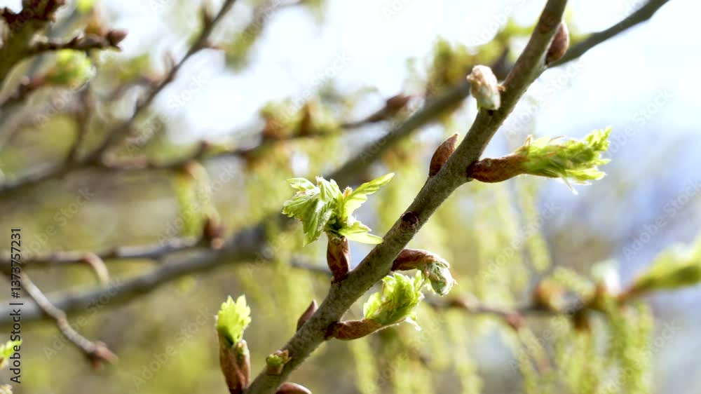 Budding oak branch with sprouts of emerging buds of young green leaves in spring. New life in nature concept Budding oak branch with sprouts of emerging buds of young green leaves in spring. New life in nature concept