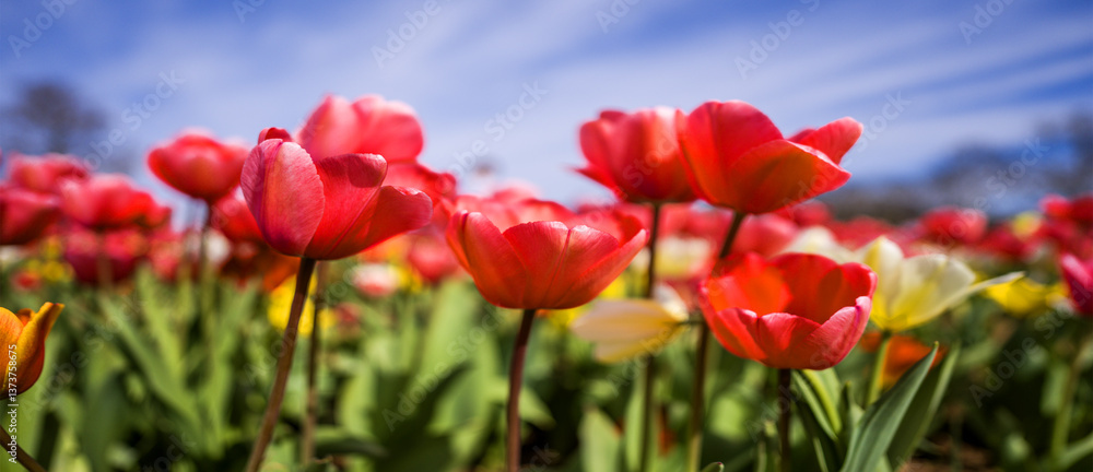 Fototapeta premium Rainbow Tulips, a journey through the petals.