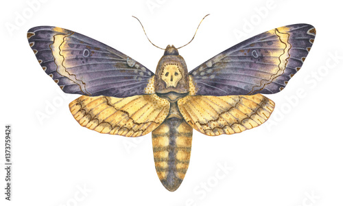 Watercolor illustration of a death's-head hawkmoth, butterfly with intricate details and a skull-like marking. Perfect for gothic, botanical, and entomology-themed projects, tattoo designs, and decor.
