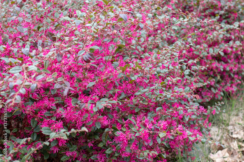 Fototapeta premium Chinese fringe flower, loropetalum chinense, loropetalum or strap flower