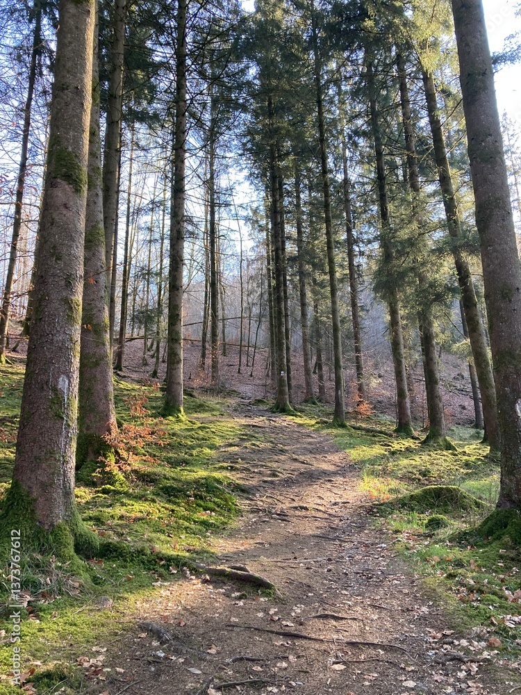 Fototapeta premium Promenade autour de Herbeumont dans la province du Luxembourg en Belgique - Europe