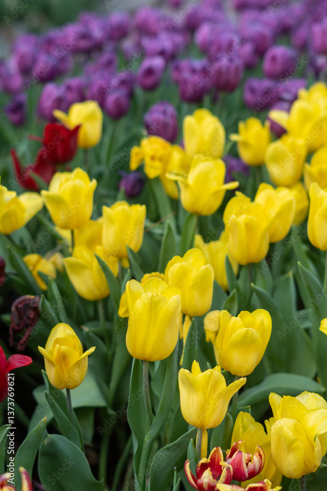 Blooming flowers in Keukenhof park in Netherlands, Europe Blooming flowers in Keukenhof park in Netherlands, Europe