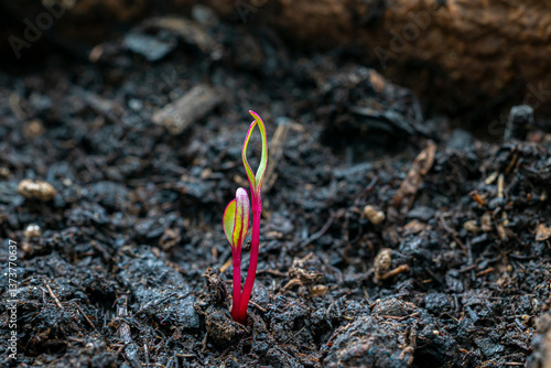 Rote Bete sprießt aus der Erde