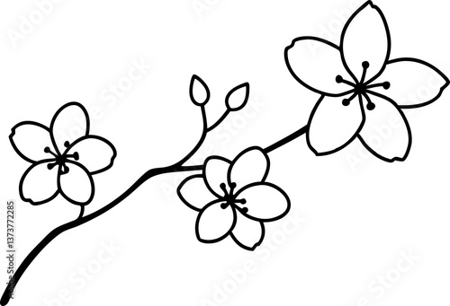 cherry blossom sketch white background 