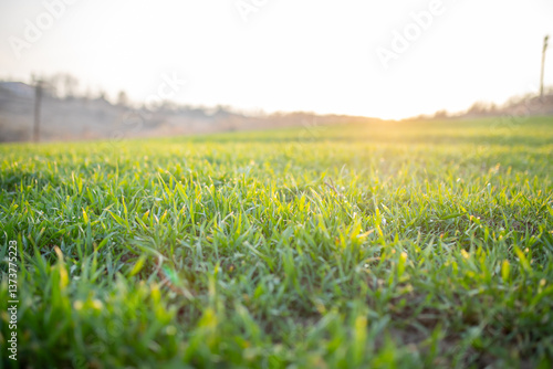 Green field at sunset background
