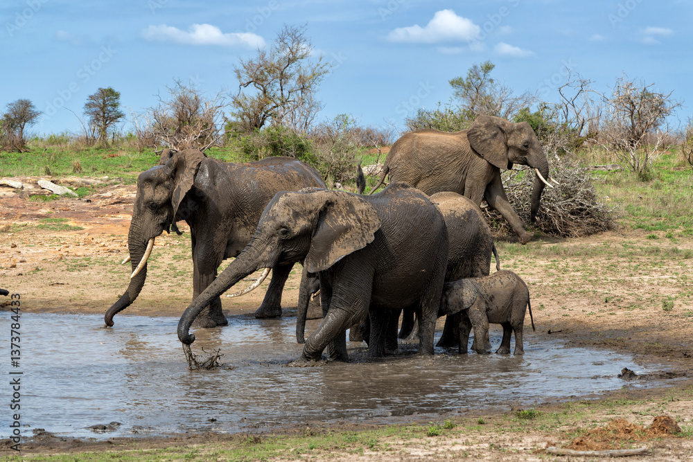 Fototapeta premium Elephant herd moving around for food and water in the Kruger National Park in South Africa