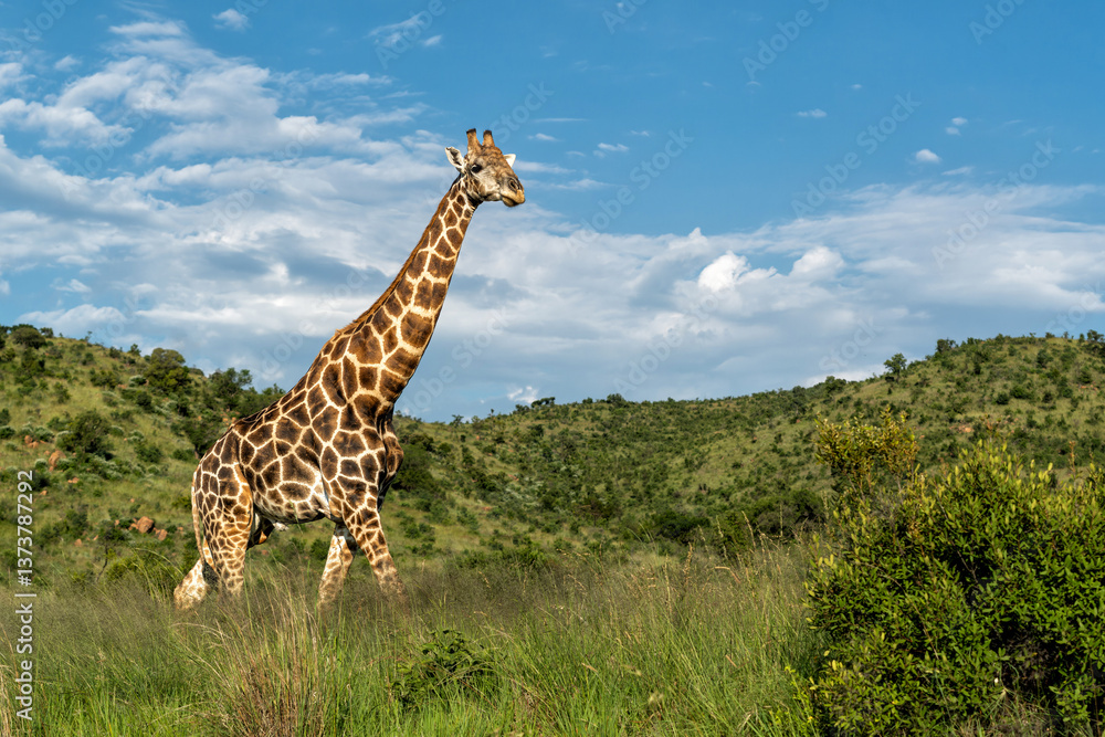 Fototapeta premium Male giraffe standing in the green grass in the green season with a beautiful sky between the mountains of Pilanesberg National Park in South Africa