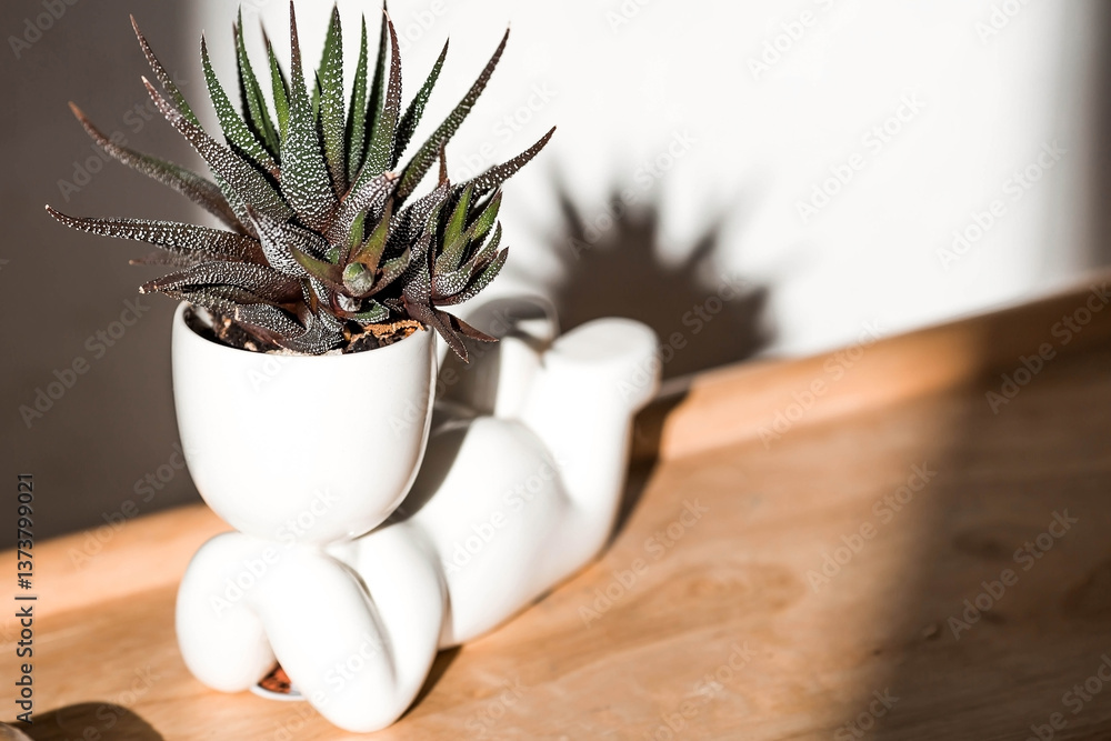 Cultivation of succulent plants. Caring for houseplants at home. Homemade flowers. Juicy.