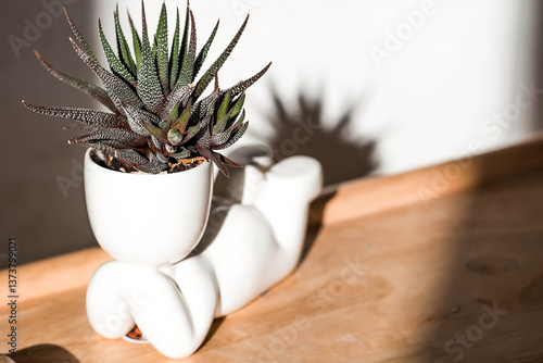 Obraz na płótnie Cultivation of succulent plants. Caring for houseplants at home. Homemade flowers. Juicy. w salonie