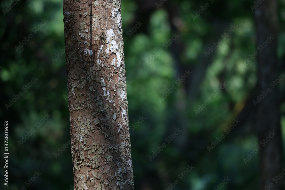 detail of plant in forest or garden, beautiful texture of tree bark, shallow depth of field detail of plant in forest or garden, beautiful texture of tree bark, shallow depth of field