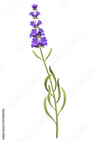 Lavender. Purple lavendar stems and blooms. Rustic trendy greenery flowers. Provence floral plant on white background. cartoon illustration