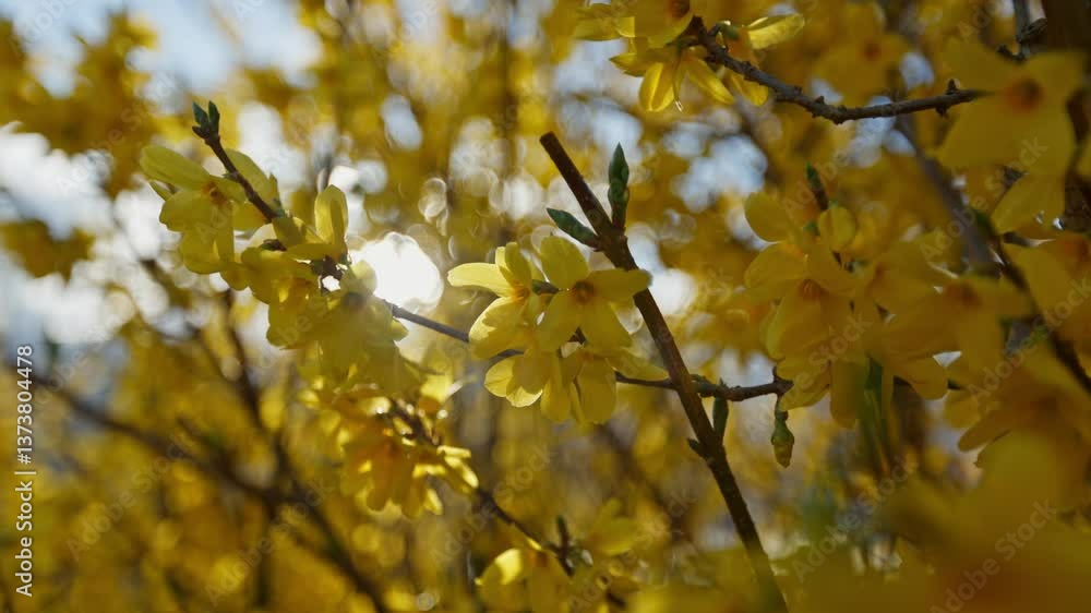 Golden spring blossoms in slow motion glowing under warm daylight with soft green blur, macro orbit, shallow depth of field Golden spring blossoms in slow motion glowing under warm daylight with soft green blur, macro orbit, shallow depth of field