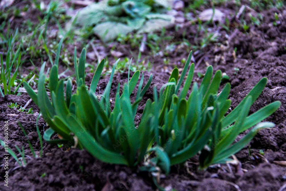 Obraz premium Snowdrops fallen, Siberian, blue delicate flowers, blue stamens, bright, green leaves, grass, weeds, fallen leaves, macro, close-up, blurred background, early spring, park, nature