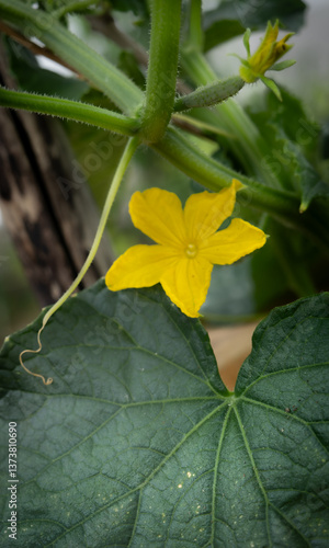 Wallpaper Mural Pflanze, Gurke, Gurkenblüte, Gurkenpflanze Torontodigital.ca