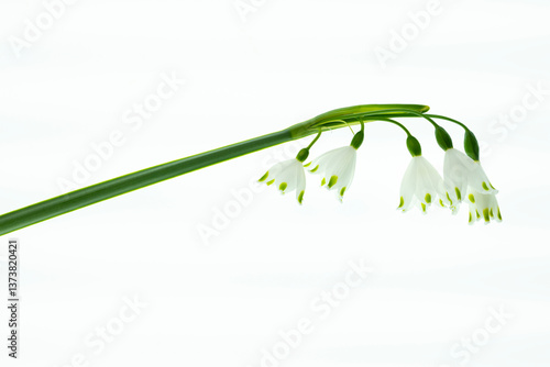 flowers of Leucojum vernum on white background