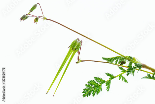 part of erodium cicutarium plant on white