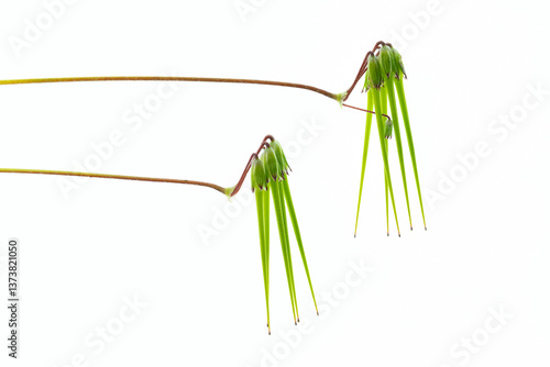 clsoe up of erodium cicutarium fruits on white