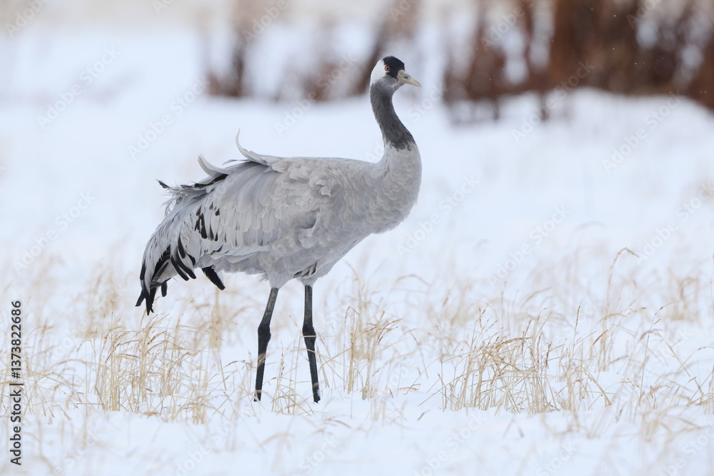 Naklejka premium The common crane (Grus grus), also known as the Eurasian crane, is a bird of the family Gruidae, the cranes. This photo was taken in Japan.