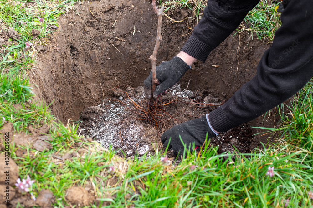 Fototapeta premium A gardener plants a fruit tree sapling with roots in a dug hole. Planting saplings and growing a garden