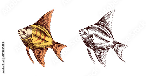 Tropical striped hand drawn colored and monochrome fish in vintage sketch style
