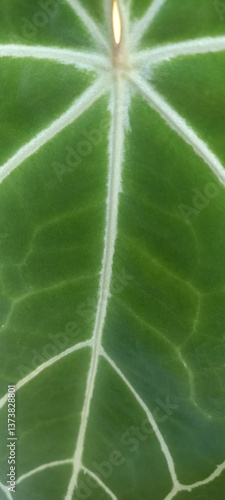 green leaf texture