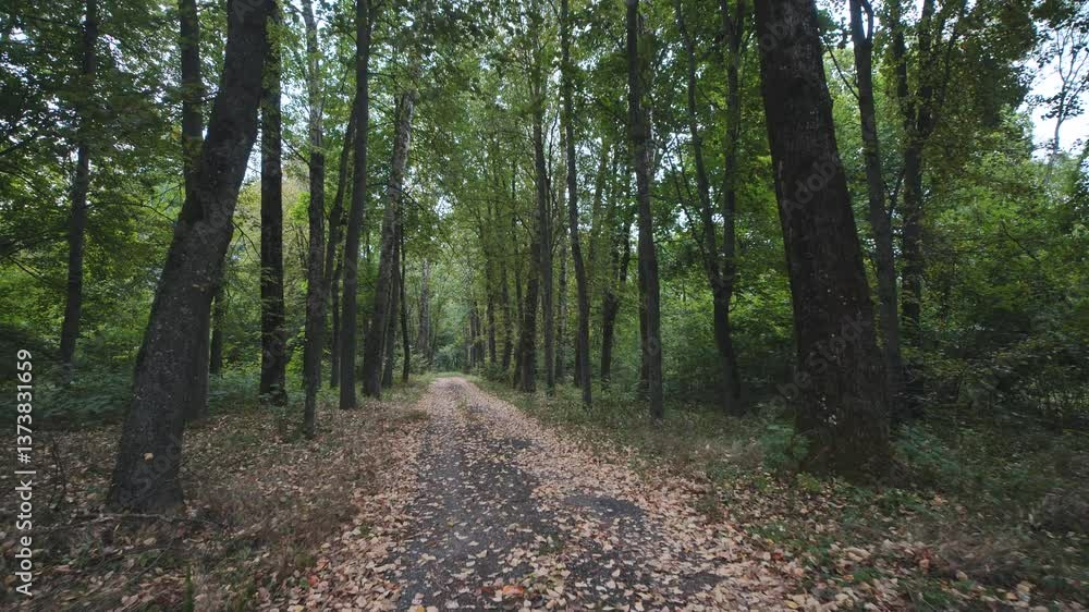 Path winding through green forest in early autumn Path winding through green forest in early autumn