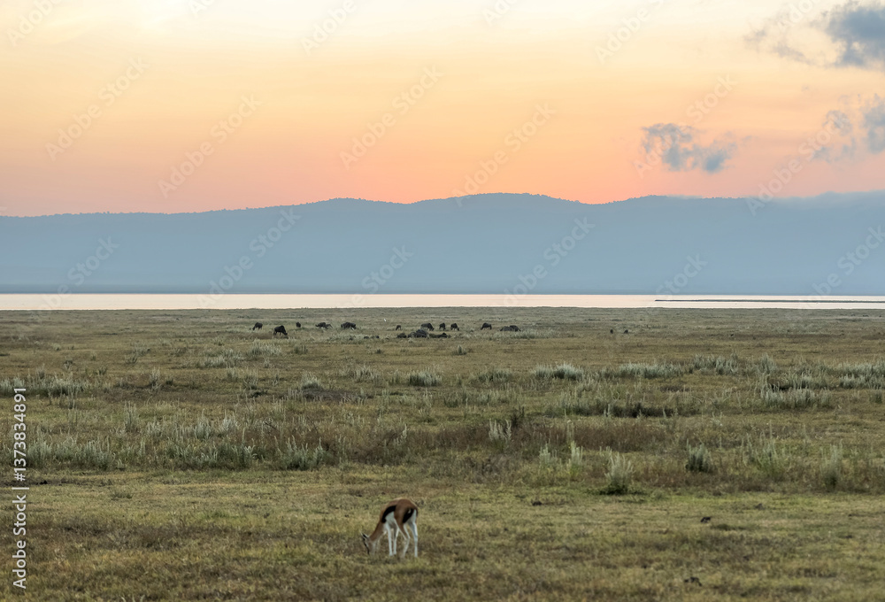 Naklejka premium Sonnenaufgang in Afrika