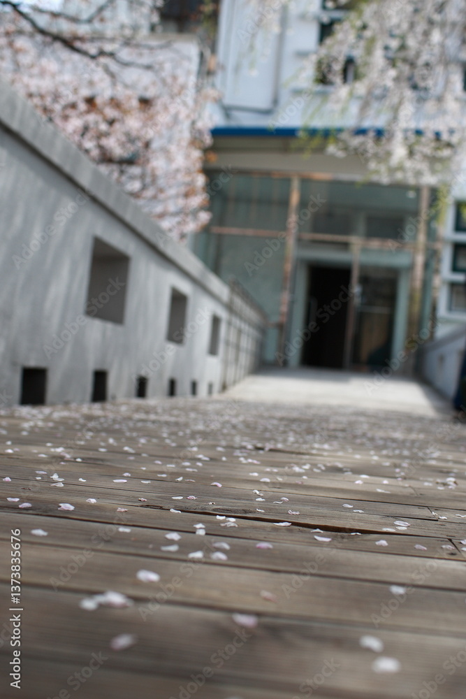 봄날 만개한 벚꽃과 맑은 하늘 – Full Bloom Cherry Blossoms under Clear Spring Sky in Korea 벚꽃 왕벚꽃 봄 봄날 만개한 벚꽃과 맑은 하늘 – Full Bloom Cherry Blossoms under Clear Spring Sky in Korea 벚꽃 왕벚꽃 봄