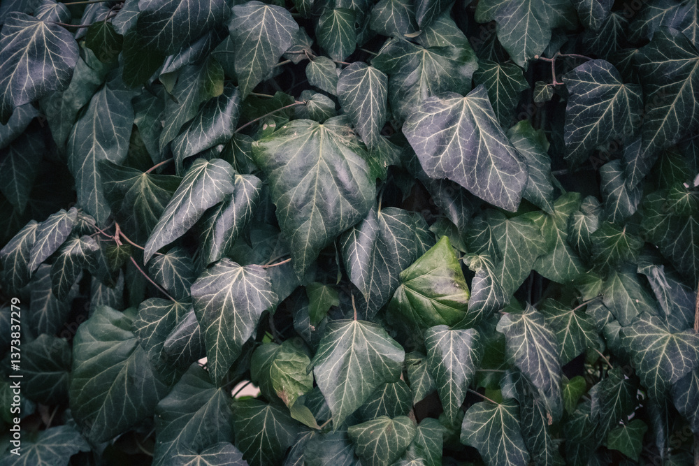 Deep green ivy background. Ivy foliage background. Fresh ivy leaves. Deserted house covered with ivy. Abandoned garden. Ivy wall. Environment concept. Gardening details.