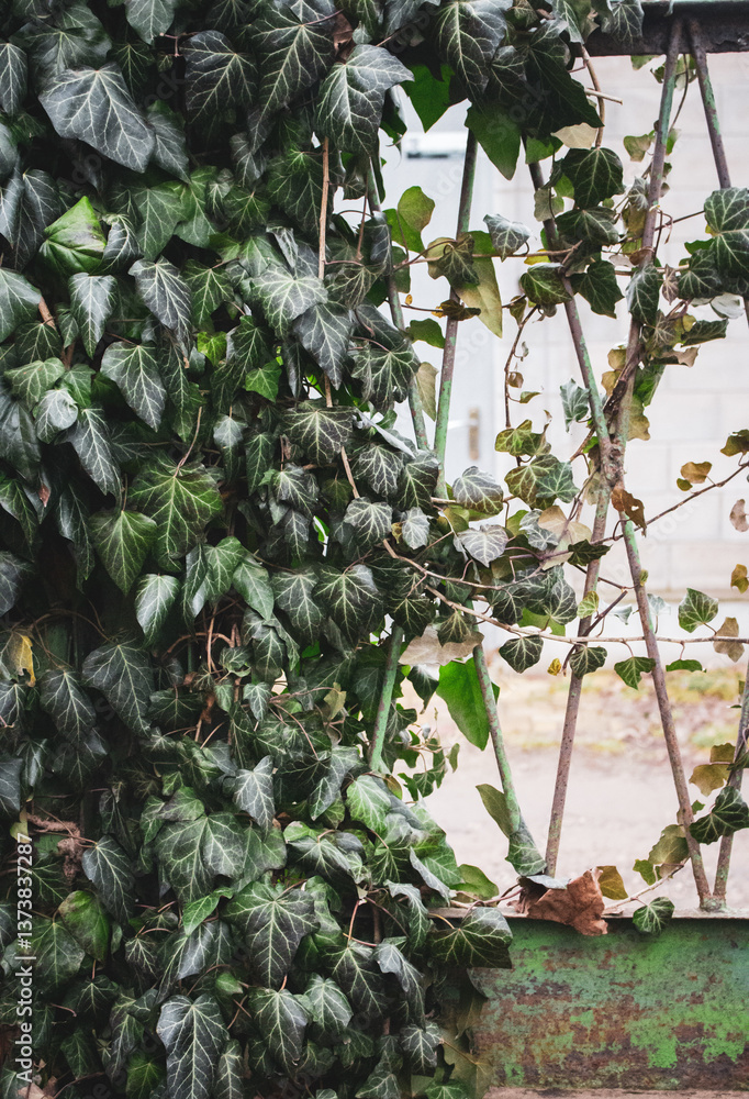 Deep green ivy background. Ivy foliage on rusty fence. Fresh ivy leaves. Deserted house covered with ivy. Abandoned garden. Ivy wall. Environment concept. Gardening details.