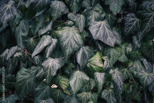 Obraz na płótnie Deep green ivy background. Ivy foliage background. Fresh ivy leaves. Deserted house covered with ivy. Abandoned garden. Ivy wall. Environment concept. Gardening details. w salonie