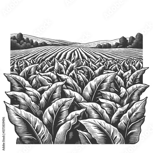 tobacco plants with rolled cigars arranged at the base, showcasing intricate engraving lines sketch engraving generative ai vector illustration. Scratch board imitation. Black and white image.