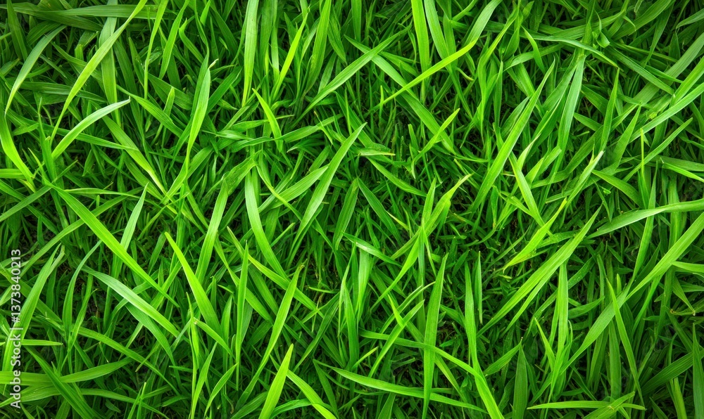 Lush green grass creates a vibrant and textured natural background, perfect for summer themes. Lush green grass creates a vibrant and textured natural background, perfect for summer themes.