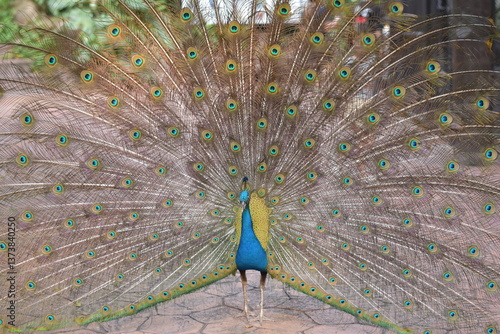 The peacock spreads its tail feathers, Indian peafowl is spreading it's tail to female