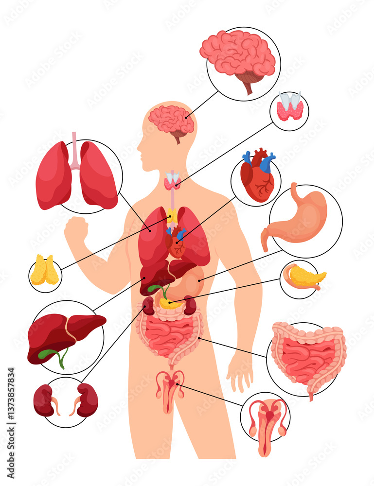 Internal organs of human body. Medical info graphics, education scheme concept of anatomy system. Section view of human body with inner organs