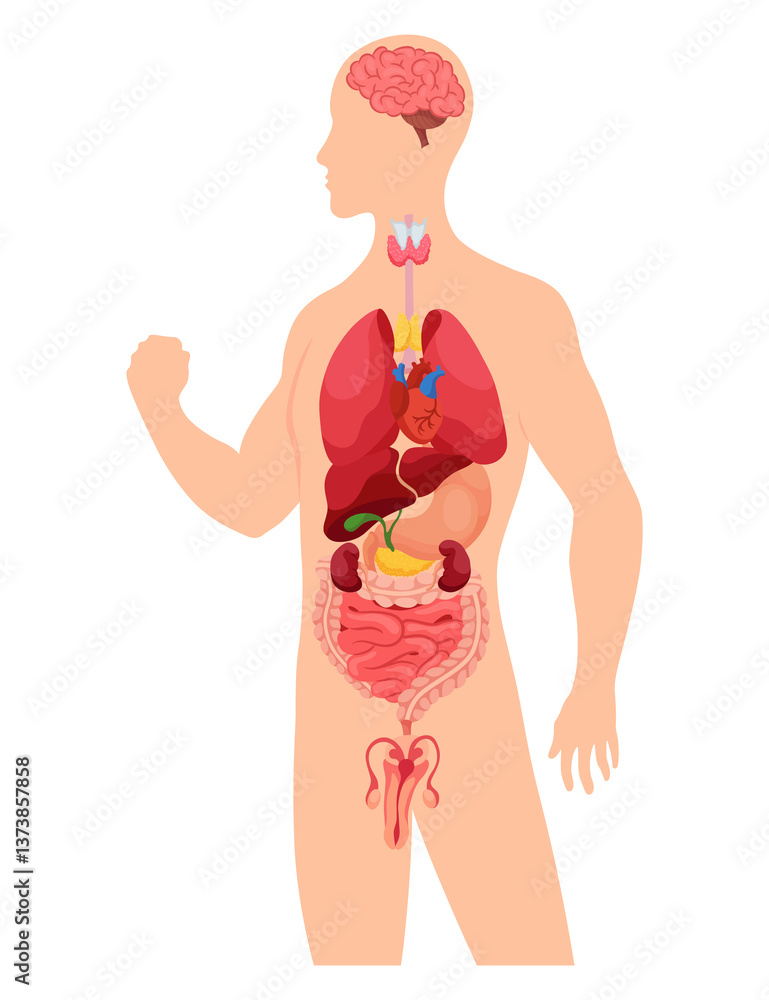Internal organs of human body. Medical info graphics, education scheme concept of anatomy system. Section view of human body with inner organs