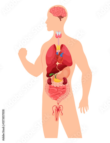 Obraz na płótnie Internal organs of human body. Medical info graphics, education scheme concept of anatomy system. Section view of human body with inner organs w salonie