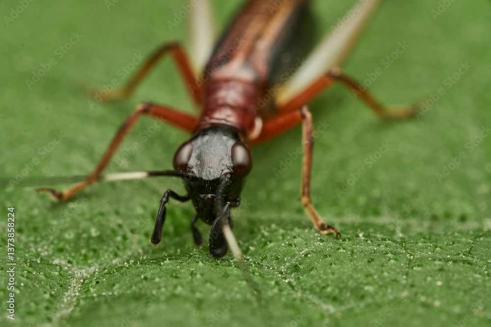 Fototapeta premium macro shot of cricket on green leaf