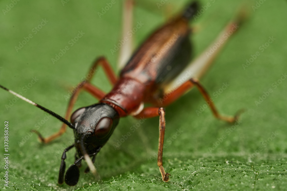 closeup view of cricket head and mouth closeup view of cricket head and mouth