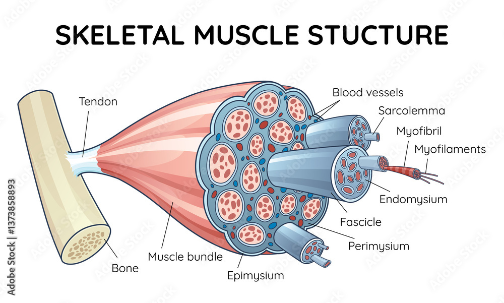 Skeletal muscle anatomy outline diagram. Structure with anatomical inner layers. Labeled educational medical illustration