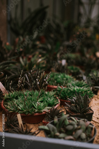 Cactuses and succulents in orangery
