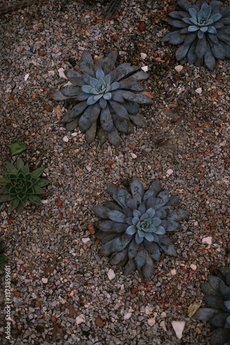 Cactuses and succulents in orangery