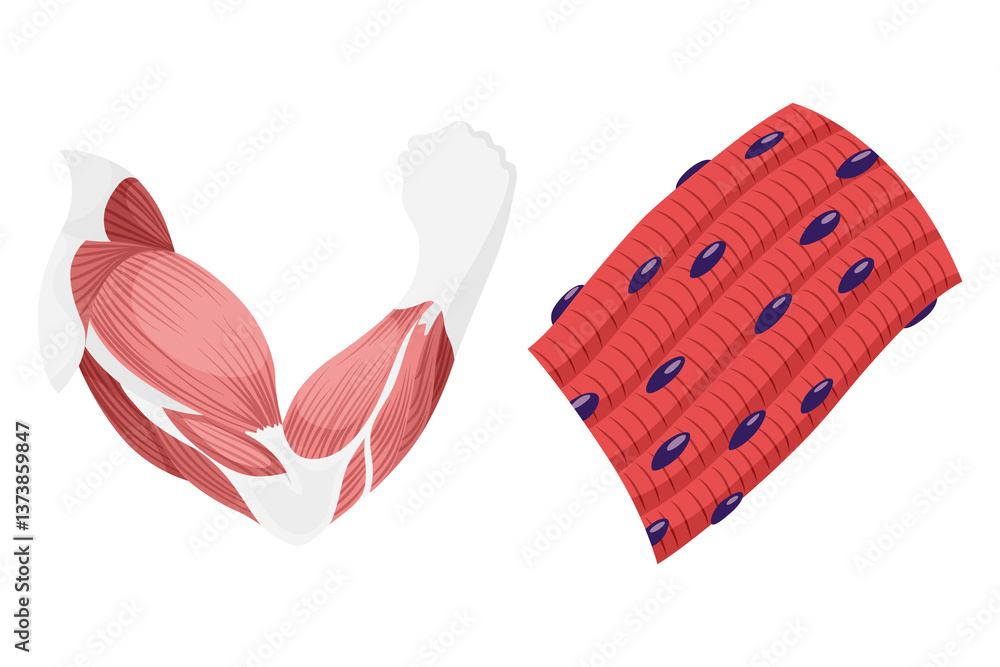 Skeletal muscle tissue with specific function. Medical poster design illustration. Science educational symbol