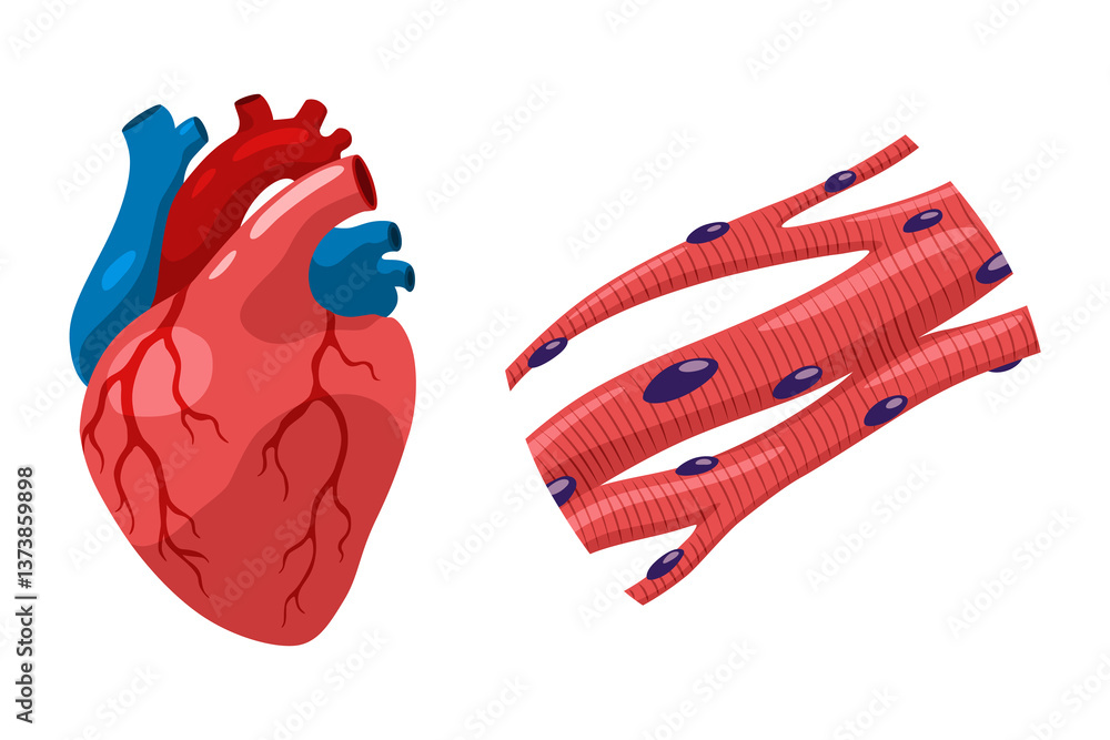 Cardiac muscles tissue with specific function. Medical poster design illustration. Science educational symbol