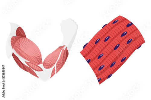 Obraz na płótnie Skeletal muscle tissue with specific function. Medical poster design illustration. Science educational symbol w salonie